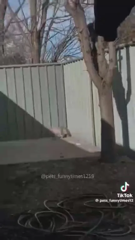 Кошки в опасных местах
