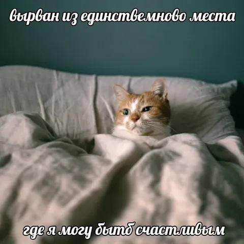 Кот вырван из единственного места