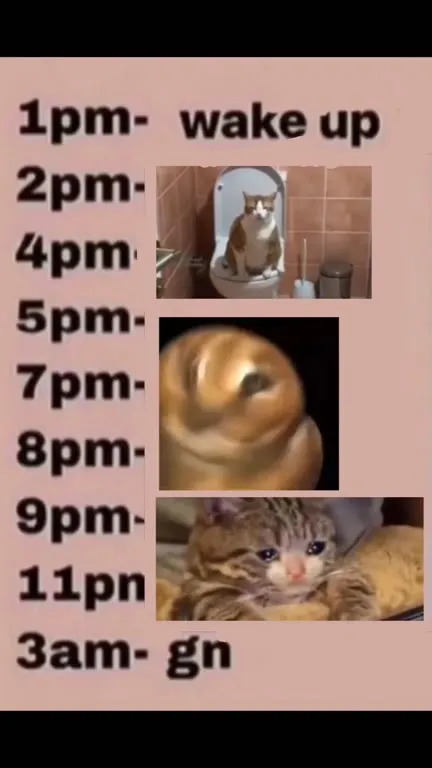 Cat's Daily Sleep Schedule