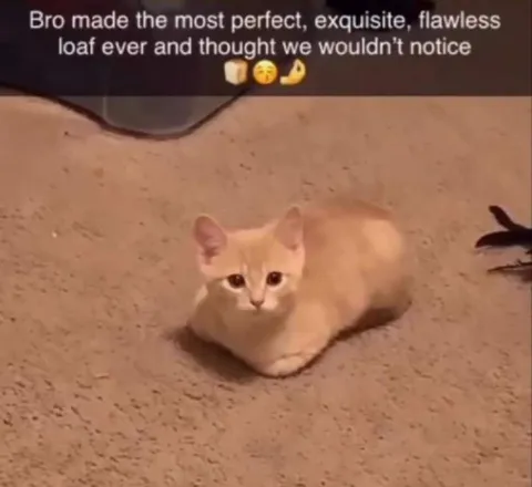 Perfect Cat Loaf