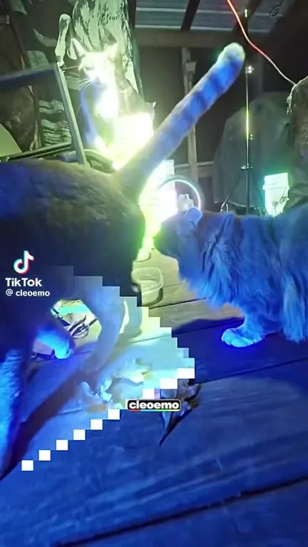 Cat Dramatically Reveals What She Did