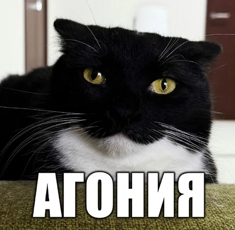 Чорний кіт в агонії