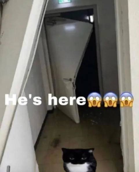 He's Here Cat Reaction