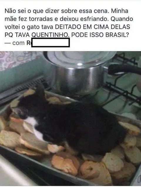 Gato deitado nas torradas