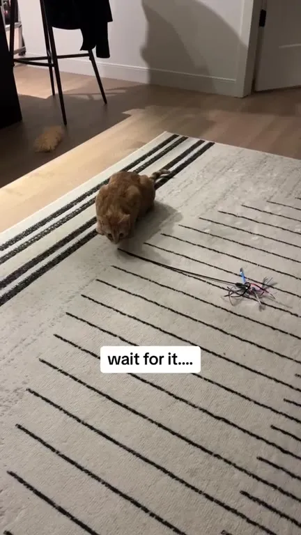 Cat’s Cells Activate
