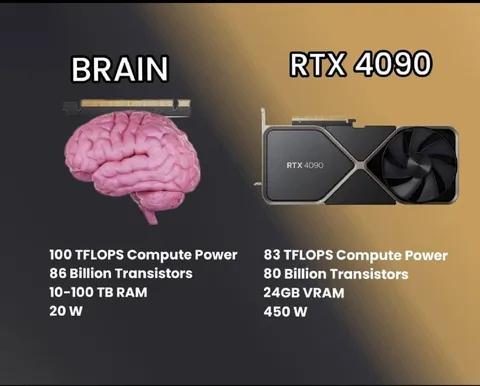 Brain Versus RTX 4090
