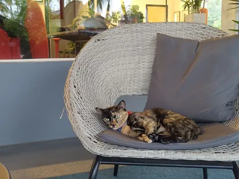 Кошка в переговорке