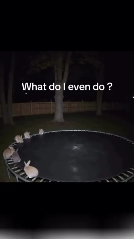 Rabbits Bounce on a Trampoline