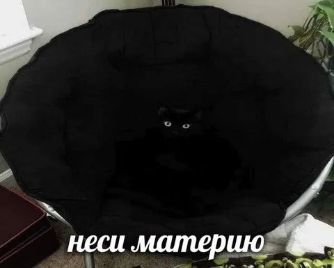 Чёрный кот в кресле