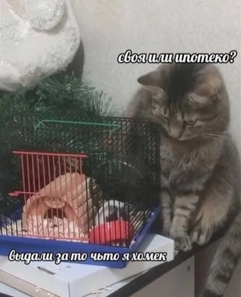Кот допрашивает хомяка