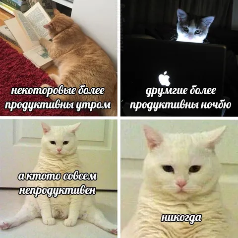 Коты и продуктивность