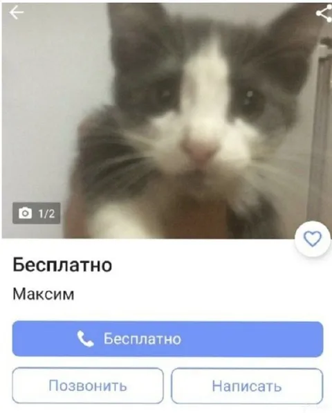 Кот бесплатно от Максима