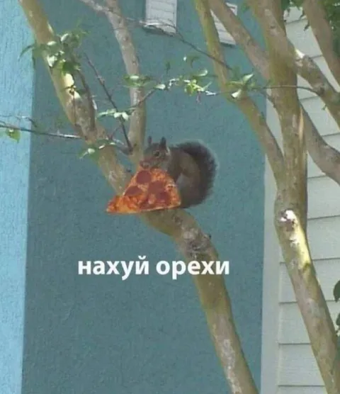 Белка с куском пиццы
