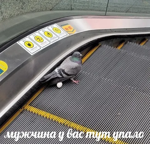 Голубь на эскалаторе