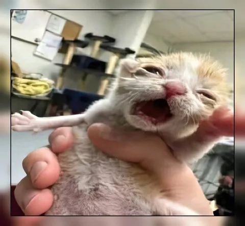 Котёнок кричит от боли