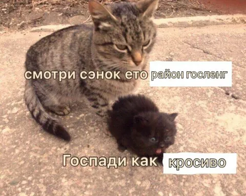 Кот показывает район госленг