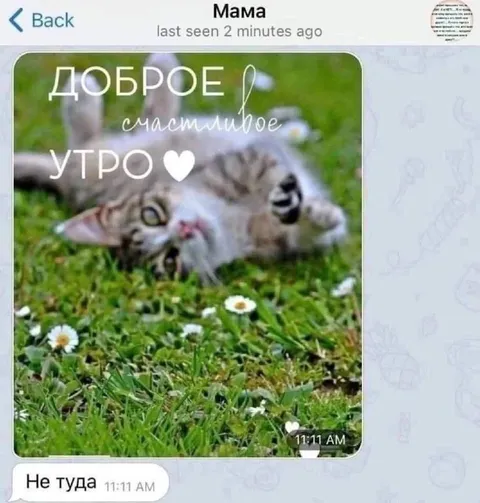 Кот вместо открытки маме