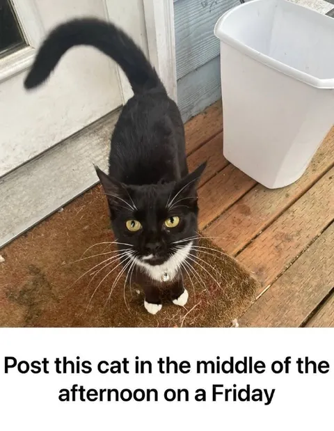Friday Afternoon Cat