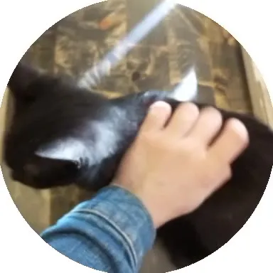 Кот мурлычет от поглаживаний