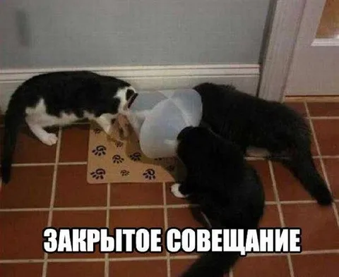 Закрытое совещание котов