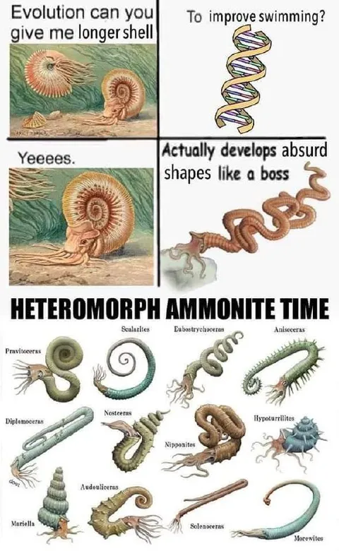 Evolution Makes Absurd Ammonite Shells
