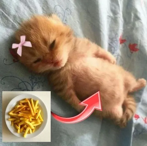 Котёнок после картошки фри