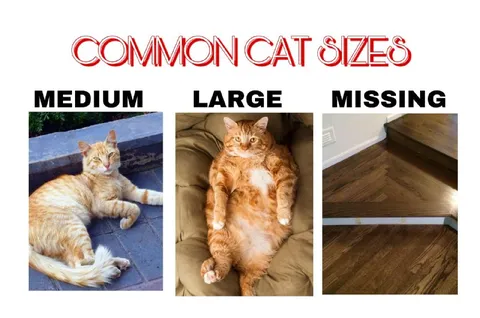 Common Cat Sizes