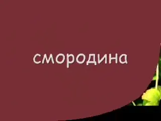 Смородина под д​​абстеп