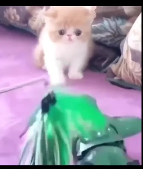 Кот идёт на войну