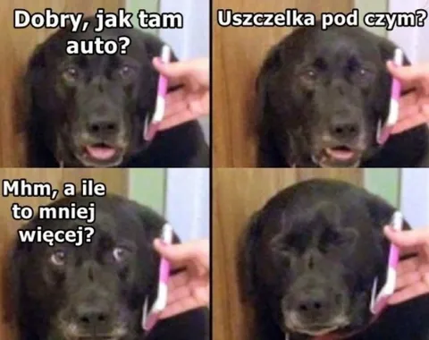 Pies odpowiada na telefon