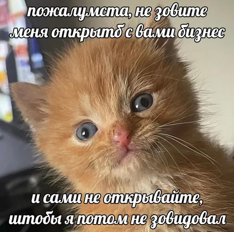 Котёнок не хочет завидовать