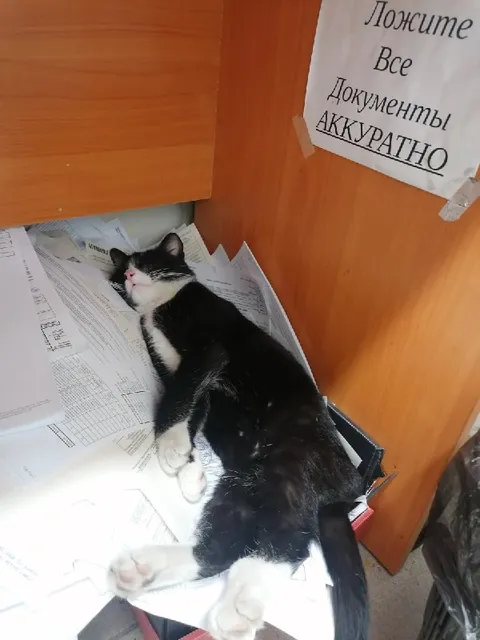 Кот аккуратно лежит на документах