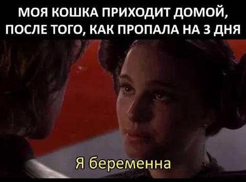 Кошка вернулась беременной