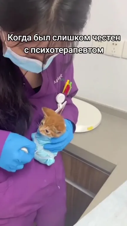 Слишком честный кот у психотерапевта