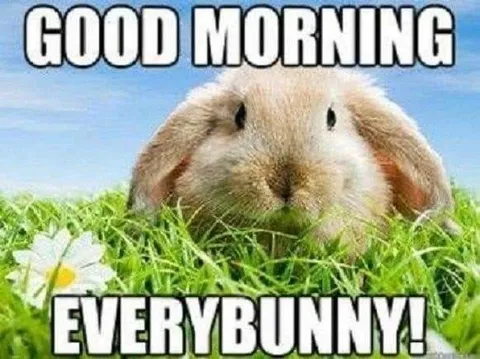 Good Morning Everybunny