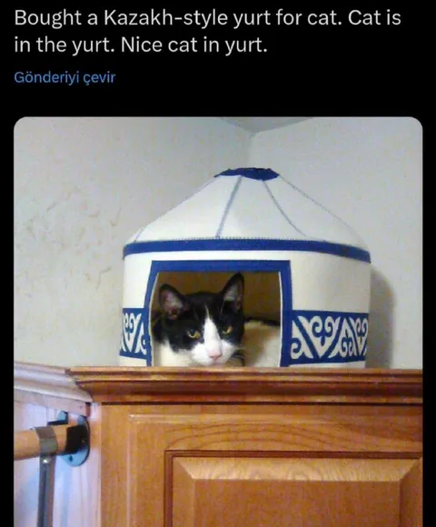 Cat in a Kazakh Yurt