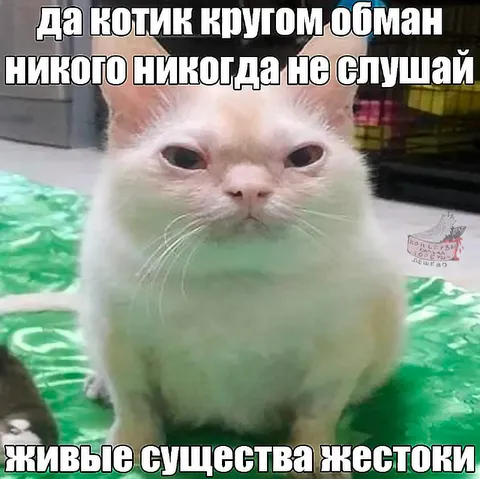 Котик и жестокие существа