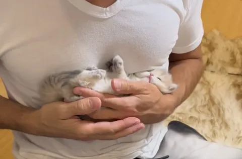 Котёнок на руках