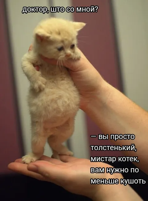 Толстенький мистар котек