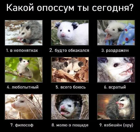 Какой опоссум ты сегодня