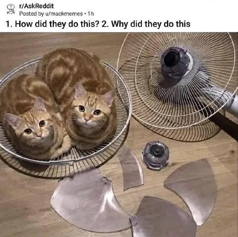 Cats Inside a Broken Fan