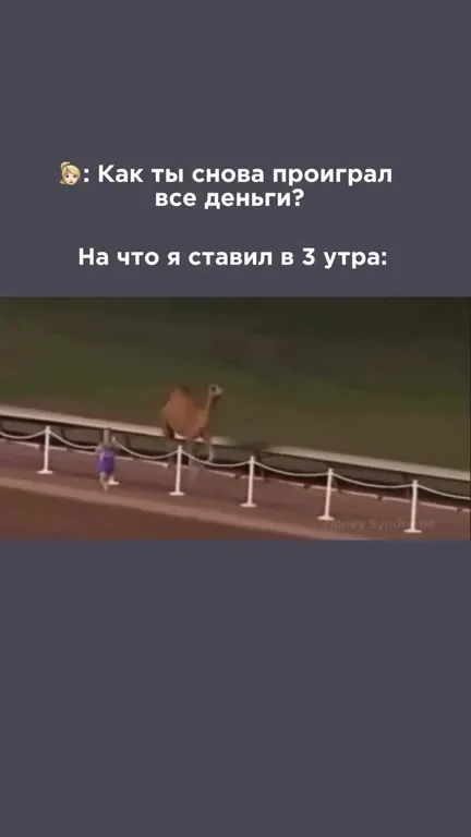 Ставка на верблюда в три утра