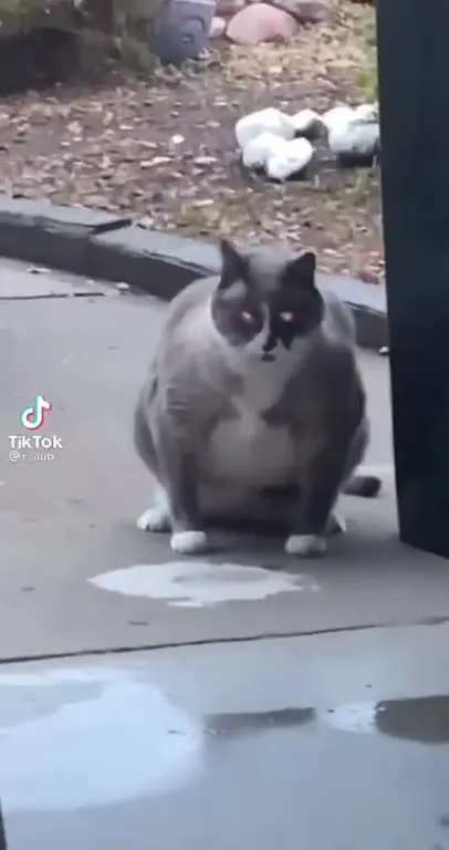 Суровый кот у мусорного бака