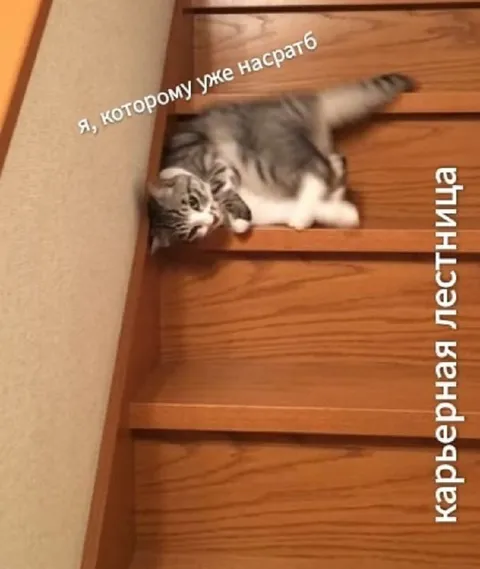 Коту уже всё равно