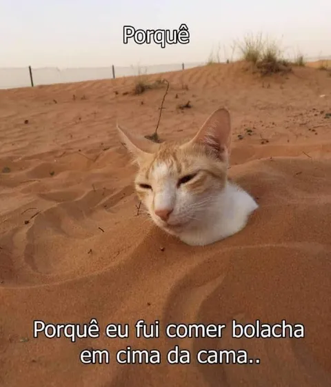 Gato enterrado na areia