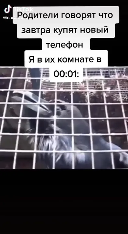 Крыса ждёт новый телефон