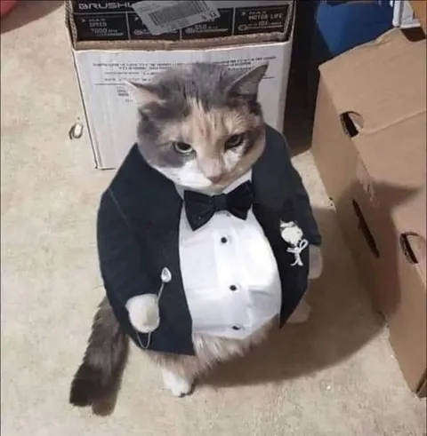 Кот на официальном приёме