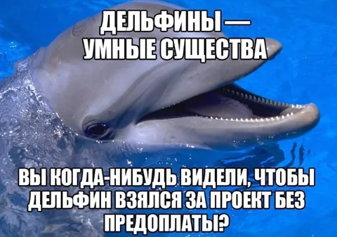Дельфин взялся за проект