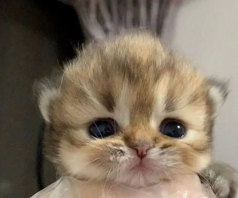 Грустный милый котёнок