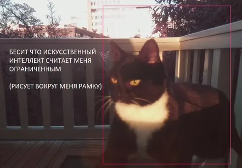 Кот злится на искусственный интеллект